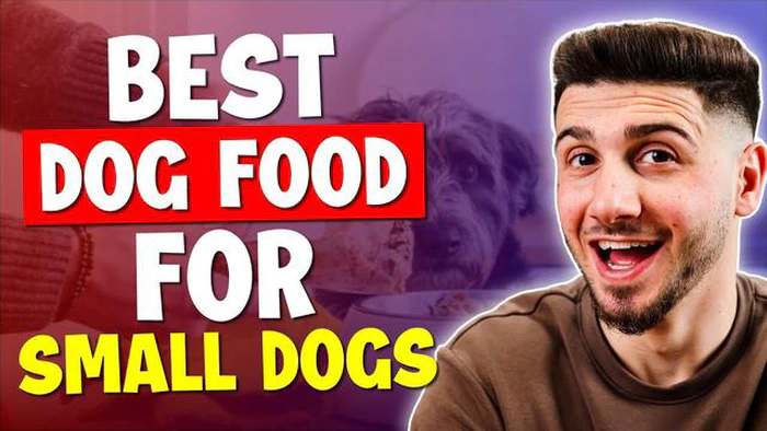 Las mejores opciones de comida húmeda para perros pequeños Encuentre la mejor opción para su cachorro