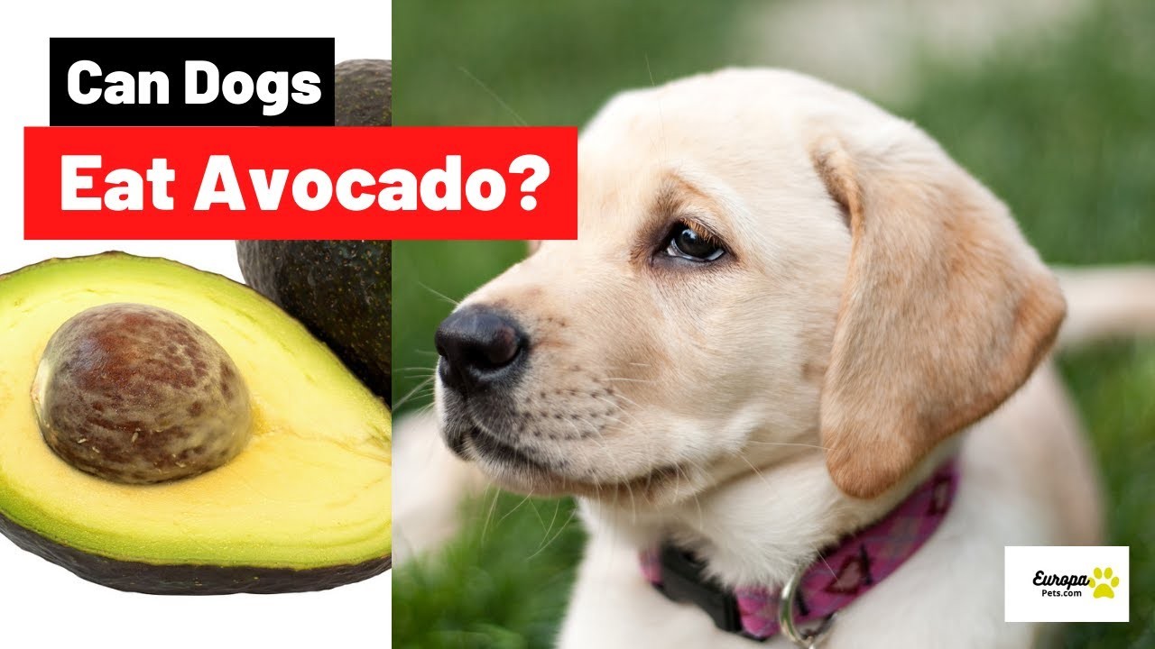 Can Dogs Be Allergic to Avocado?