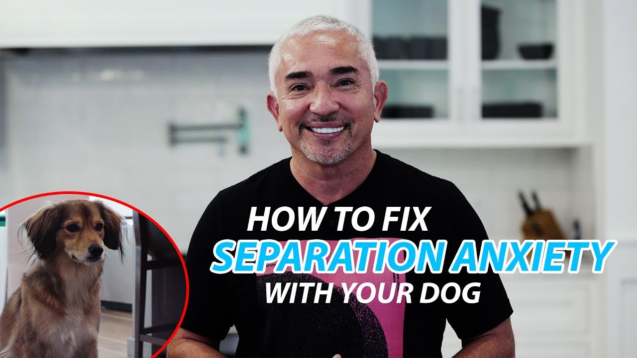 Should I Crate Train My Dog with Separation Anxiety?