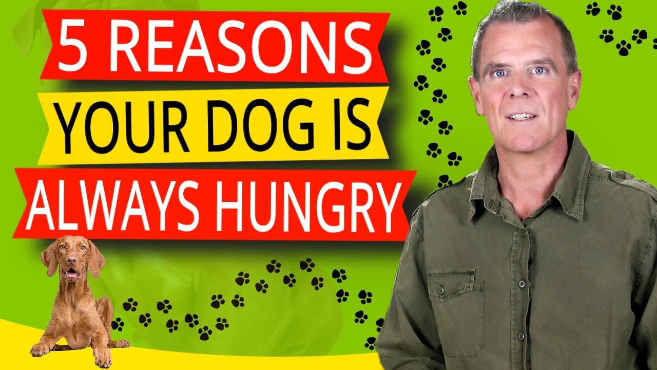Signs that your dog may still be hungry