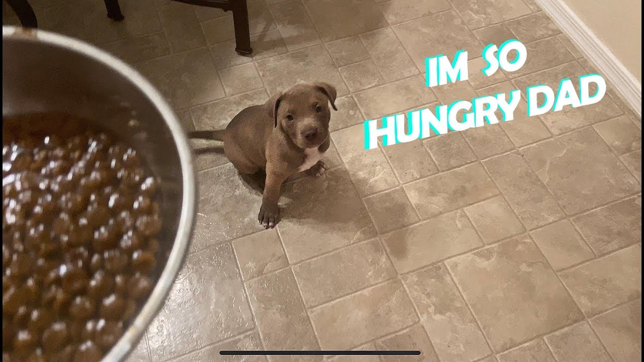 Feeding Guidelines for Pitbull Puppies: How Much Food Should They Get?