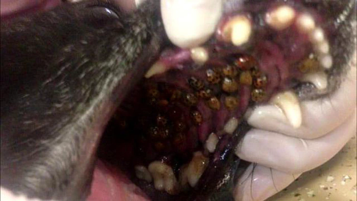 ニホンマムシとアジアヨトウムシが犬の口蓋につくのを防ぐ