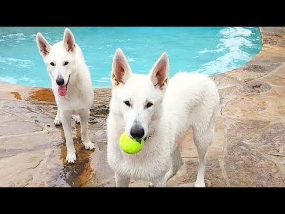 Are White Shepherds Compatible with Other Dogs? Exploring Their Social Behavior