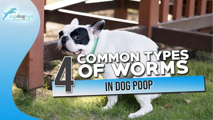 Os cães podem urinar vermes: Sintomas, tratamento e prevenção