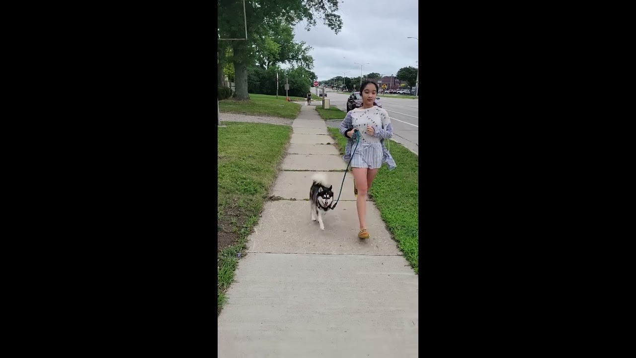 How Much Do Pomsky Dogs Cost? What You Should Know