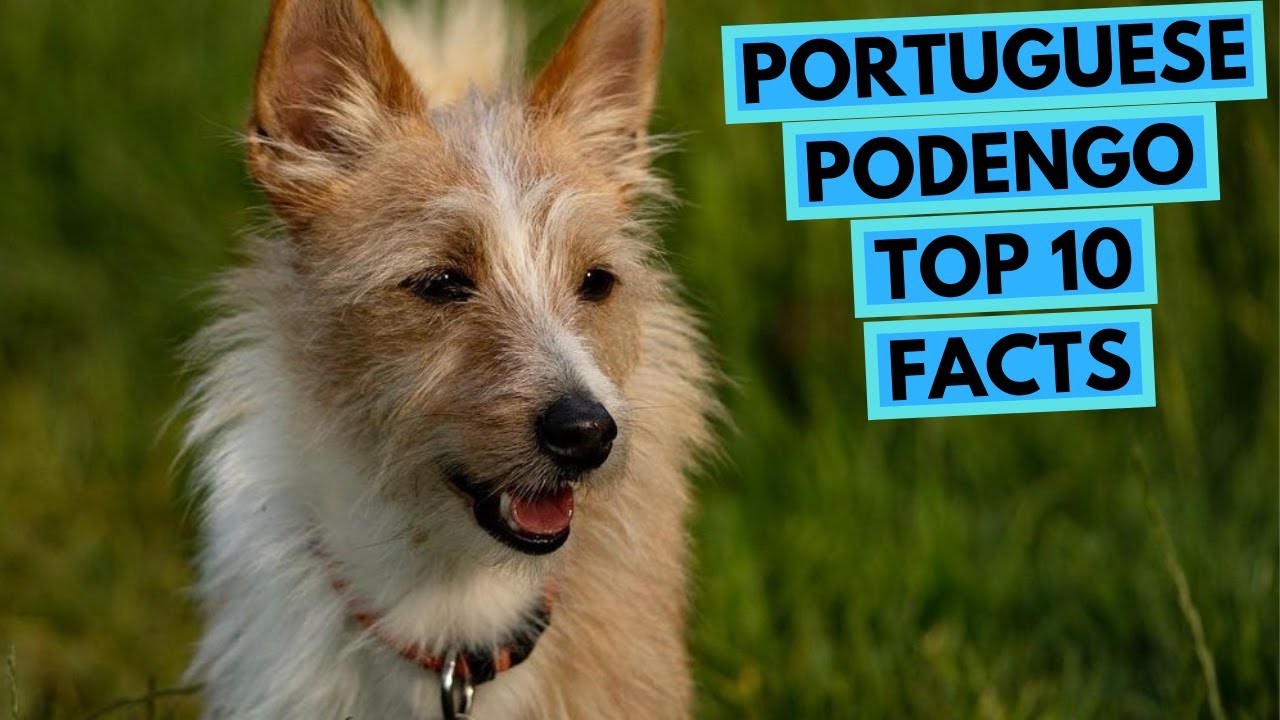 Um Podengo Português e um Jack Russell Terrier podem ser amigos?