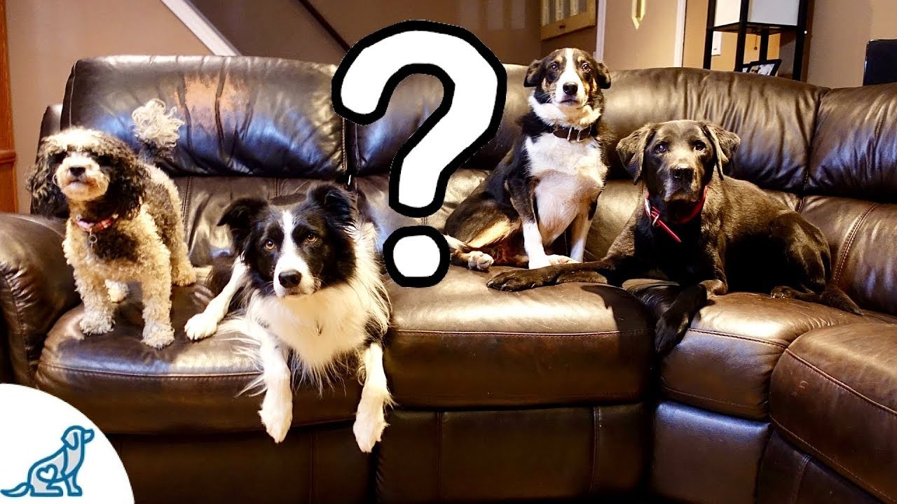 Should dogs be allowed on furniture?
