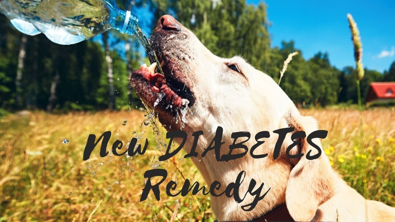 Pochopení příčin pití moči starých psů