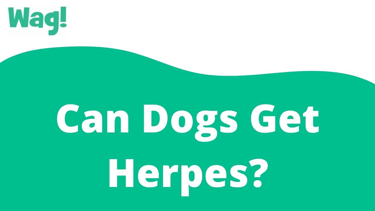 Can Dogs Get Herpes Simplex? Exploring the Possibility of Herpes Transmission in Canines