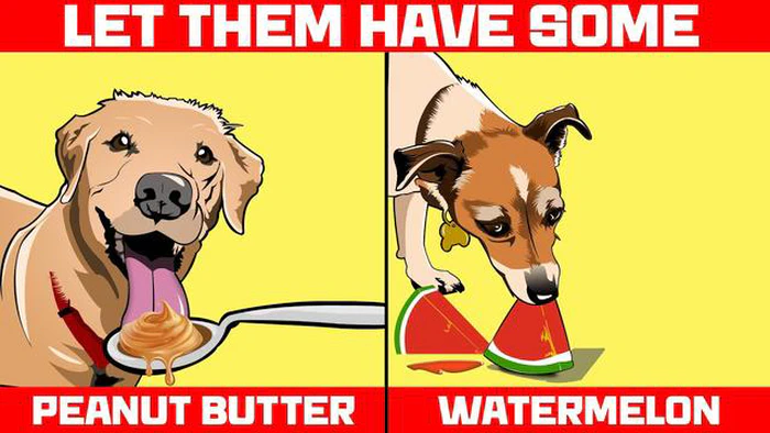 Que alimentos humanos é que os cães adoram? Descubra as guloseimas preferidas do seu cão!