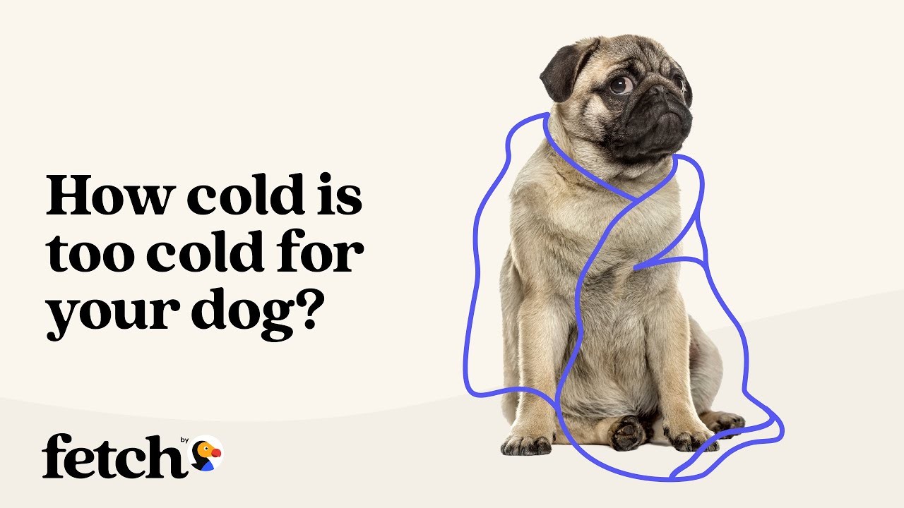 Signs that dogs display when they are cold