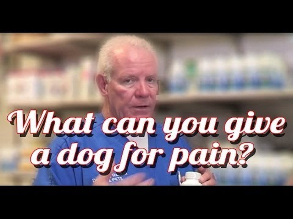 Effective Treatments for Dog Arthritis: What Can Help Relieve Your Pup's Pain