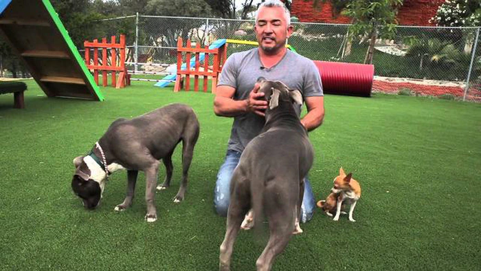 ¿Pueden ser rencorosos los perros? La verdad sobre el comportamiento canino