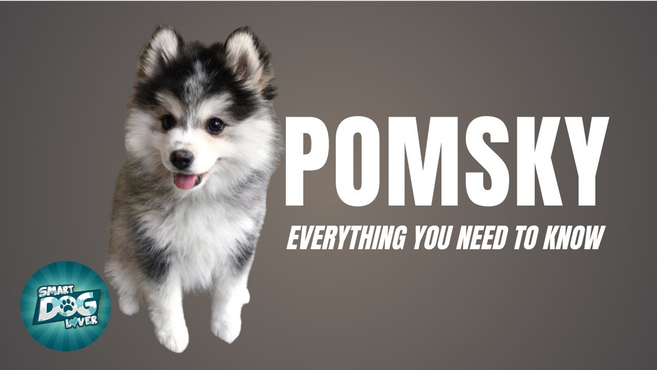 ¿Son realmente pequeños los huskies pomeranos?