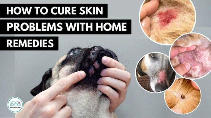 Behandlung von Windelausschlag bei Hunden mit Vaseline: Tipps und Ratschläge von Experten