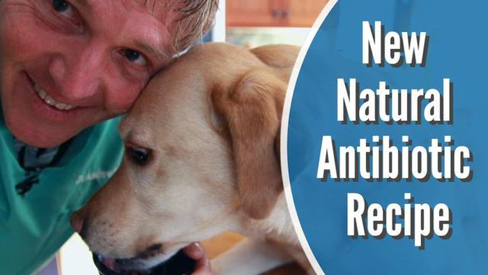Házi készítésű antibiotikumok kutyáknak - Természetes jogorvoslatok, amelyek működnek