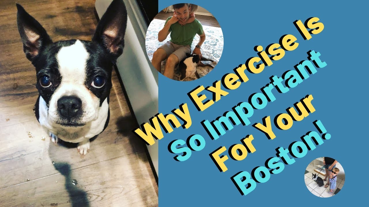 How much exercise does my Boston Terrier need?