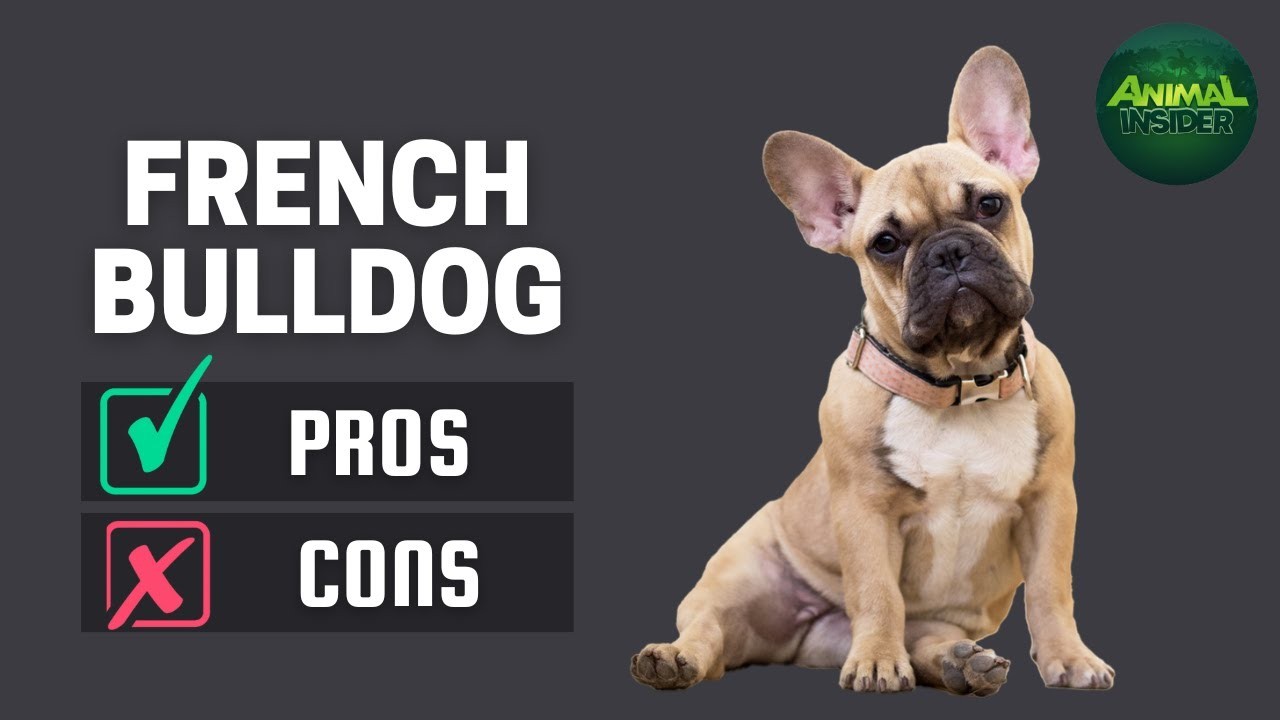 Are French Bulldogs Bullies? Debunking the Myth