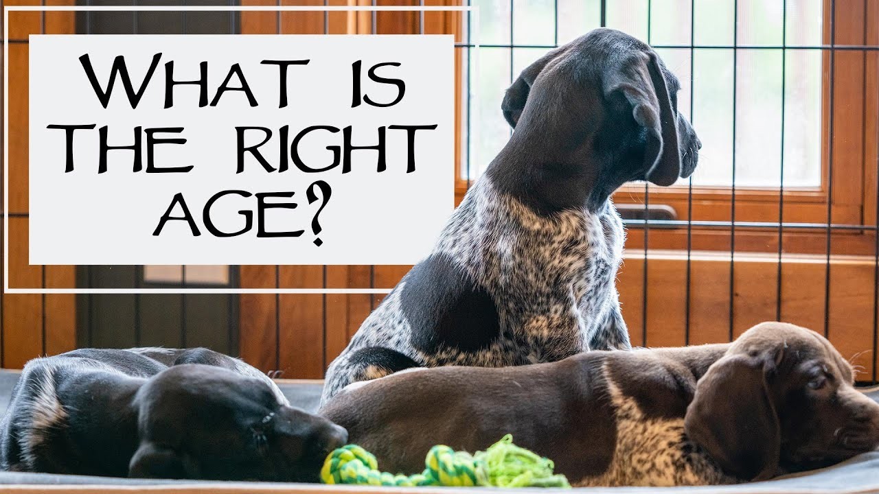 When is the Right Age to Rehome a Puppy?