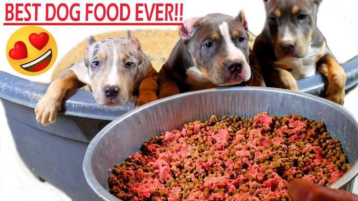 Die Wahl der richtigen Ernährung: Was soll ich meinem American Bully-Welpen füttern?