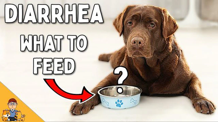 Cambiare il sapore del cibo per cani può portare alla diarrea? - Il consiglio dell'esperto
