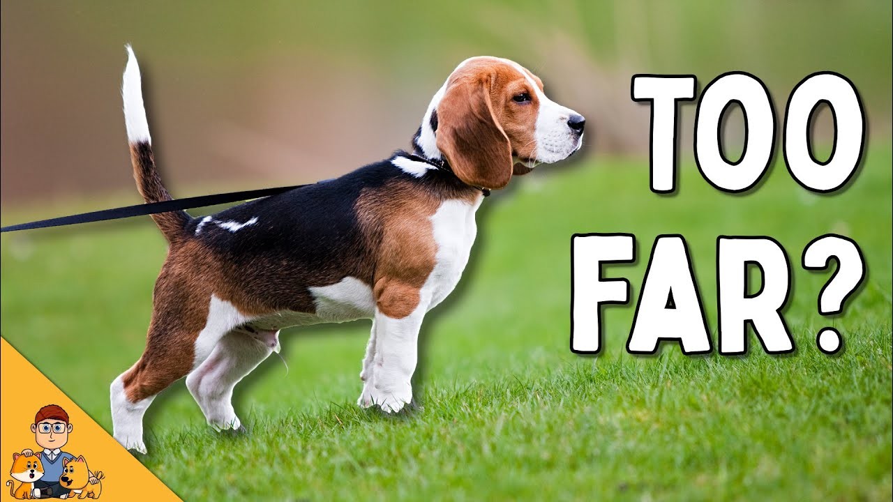 How long should puppies be walked?