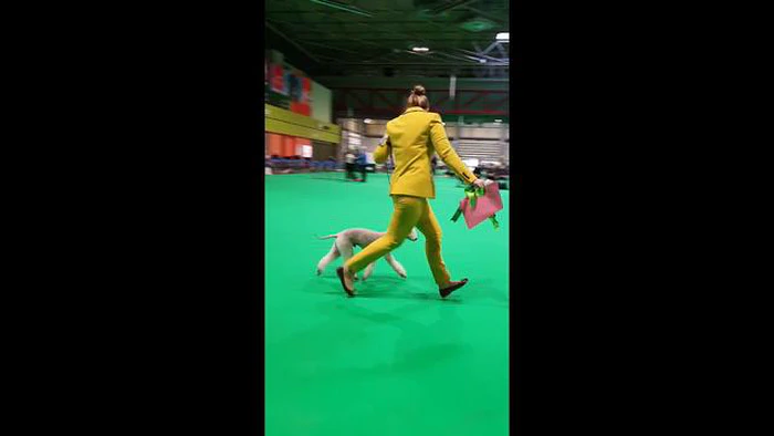 베들링턴 테리어는 털을 흘릴까? 털갈이에 관한 사실과 팁 - 털갈이가 적은 개를 위한 가이드