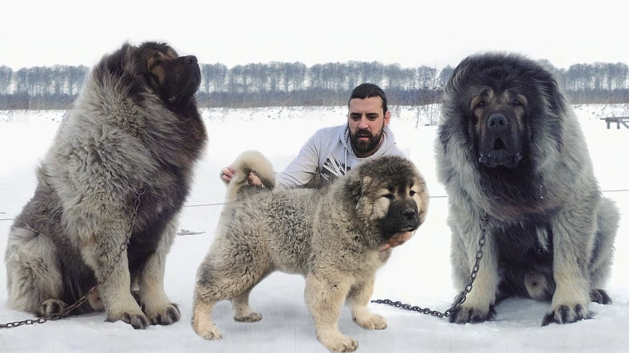 Zkoumání nejtěžších plemen psů na světě