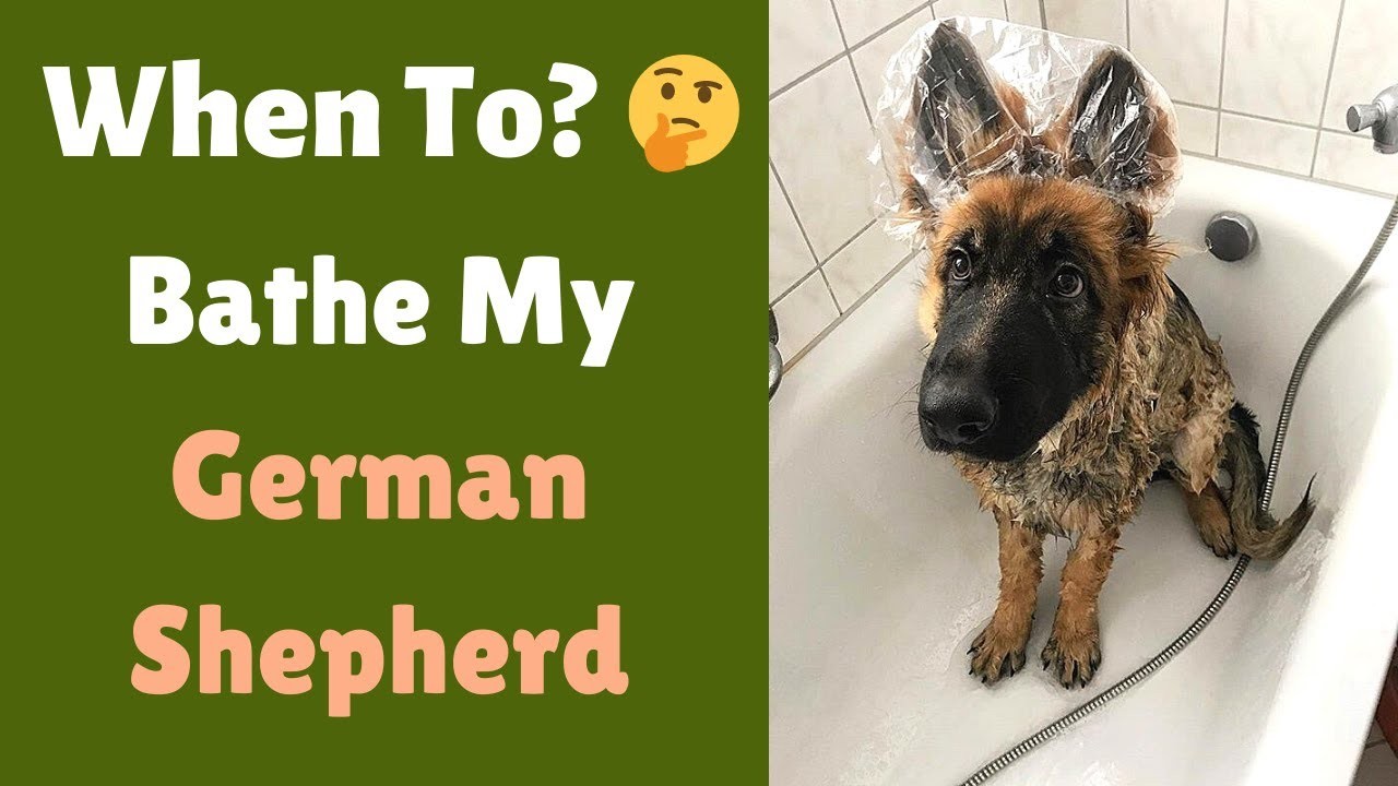 How often should you wash a German Shepherd puppy?