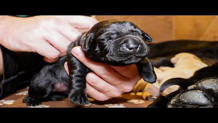 Deux labos noirs peuvent-ils avoir des chiots jaunes ? La génétique de la couleur du pelage du Labrador Retriever : un mystère à élucider