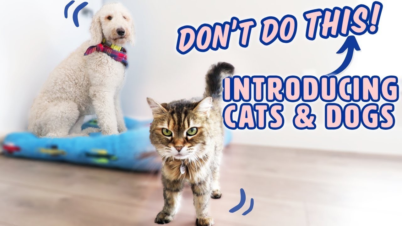 Tips for Successfully Socializing a Cat and Dog
