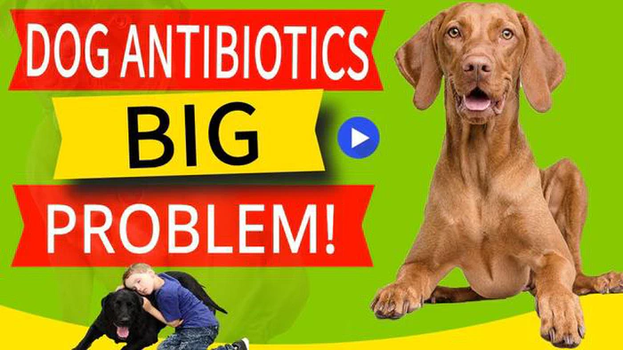 Wie lange sind Hunde nach der Einnahme von Antibiotika ansteckend? Ein umfassender Leitfaden