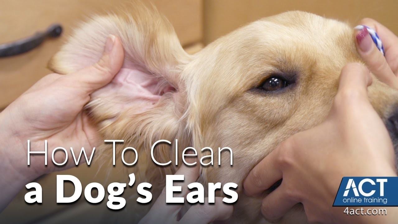 Do You Need to Clean Your Dog's Ears? Expert Tips and Advice