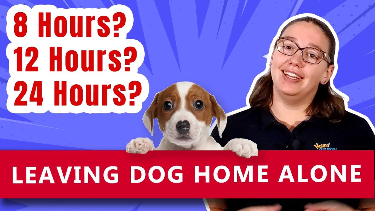 Understanding a dog's perception of time: How long does an hour feel to them?